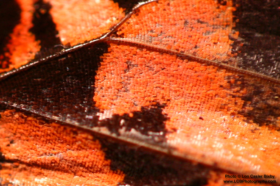Conversations with a Butterfly - Wing (Detail) - Photography by Lon Casler Bixby - Copyright - All Rights Reserved - www.LCBPhotography.com
