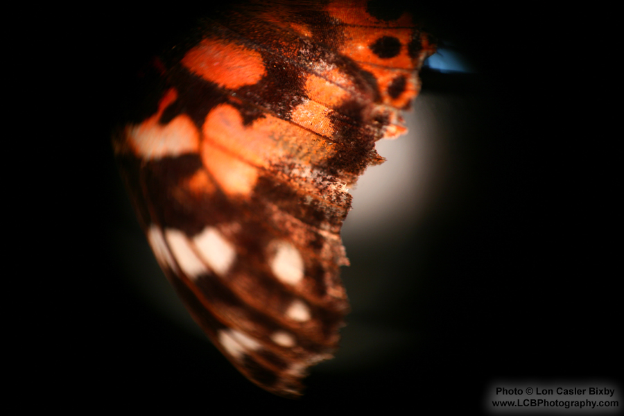 Conversations with a Butterfly - Wing's Edge - Photography by Lon Casler Bixby - Copyright - All Rights Reserved - www.LCBPhotography.com