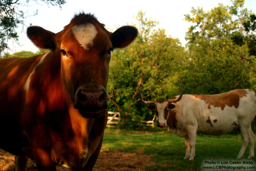Dad's Cows - Photography by Lon Casler Bixby - Copyright - All Rights Reserved - www.LCBPhotography.com