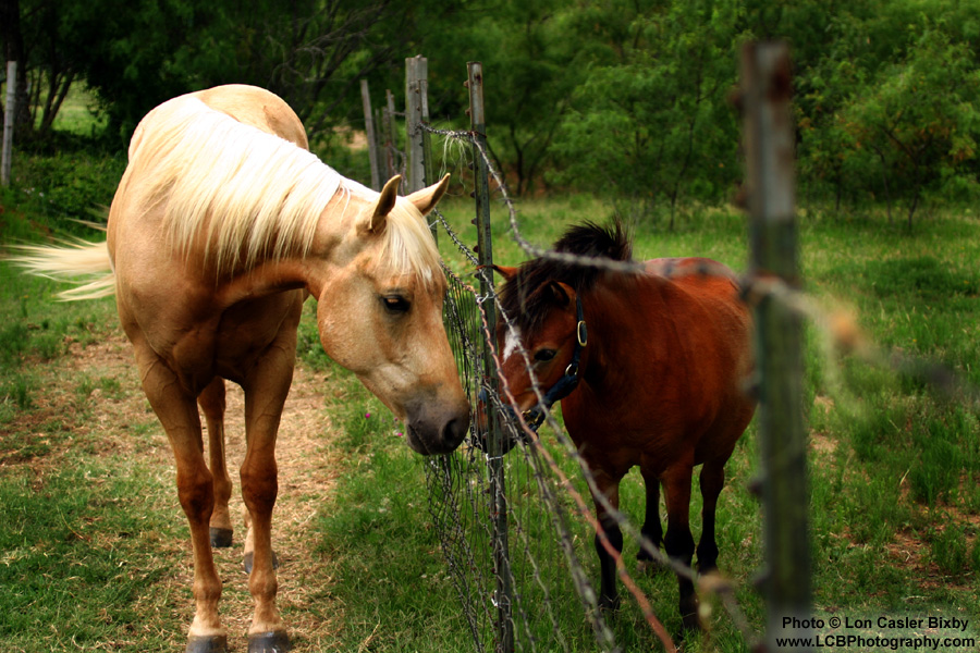 Friends - Photography by Lon Casler Bixby - Copyright - All Rights Reserved - www.LCBPhotography.com