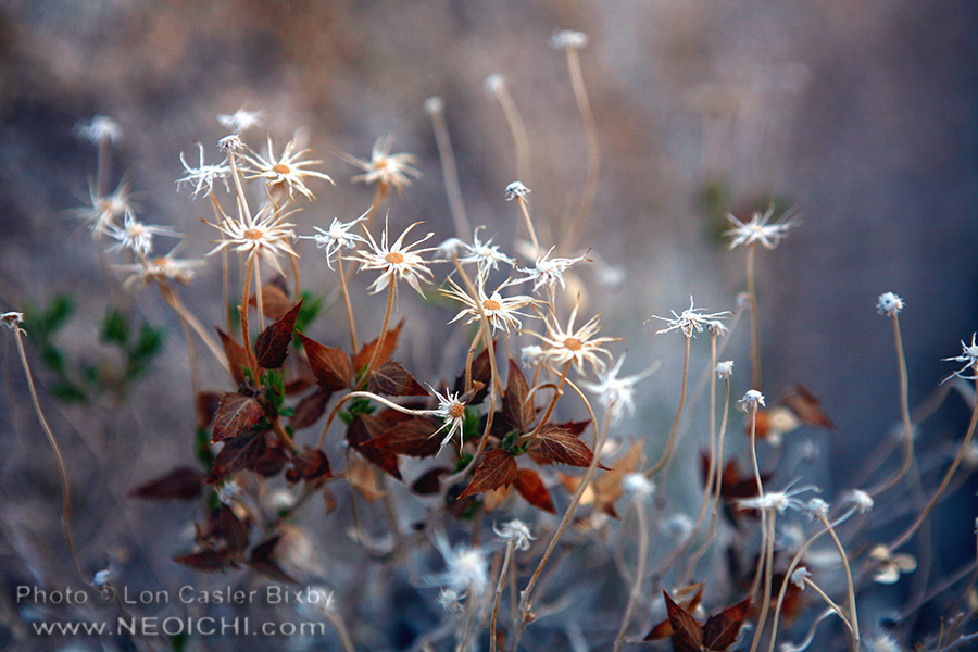 Mojave Aster - Photography by Lon Casler Bixby - Copyright - All Rights Reserved - www.neoichi.com