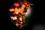 Conversations with a Butterfly - Wing's Edge - Photography by Lon Casler Bixby - Copyright - All Rights Reserved - www.LCBPhotography.com
